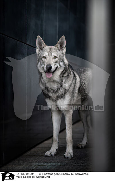 Saarloos-Wolfhund Rde / male Saarloos Wolfhound / KS-01201