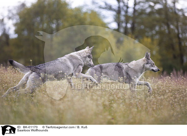 Saarloos Wolfshunde / Saarloos Wolfhounds / BK-01170
