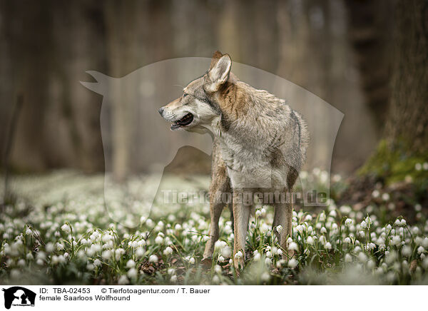 Saarloos-Wolfhund Hndin / female Saarloos Wolfhound / TBA-02453