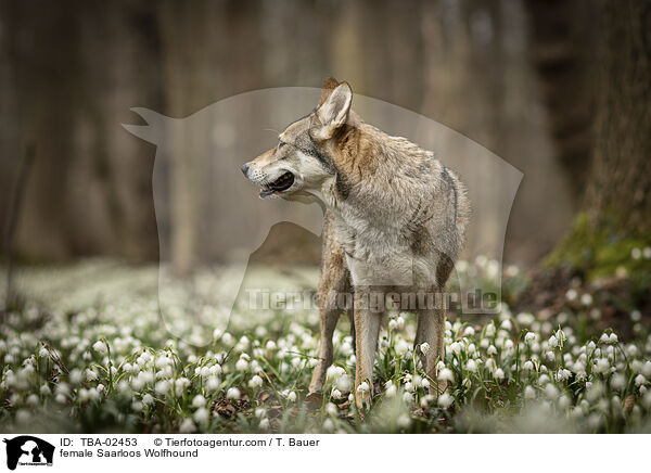 female Saarloos Wolfhound / TBA-02453