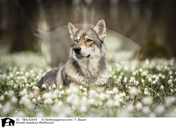 Saarloos-Wolfhund Hndin / female Saarloos Wolfhound / TBA-02454