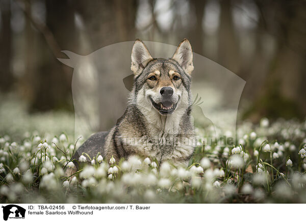 Saarloos-Wolfhund Hndin / female Saarloos Wolfhound / TBA-02456
