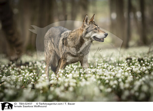 Saarloos-Wolfhund Hndin / female Saarloos Wolfhound / TBA-02457