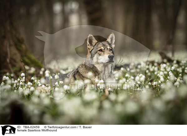 Saarloos-Wolfhund Hndin / female Saarloos Wolfhound / TBA-02459