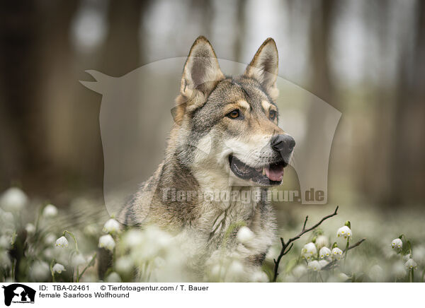 Saarloos-Wolfhund Hndin / female Saarloos Wolfhound / TBA-02461