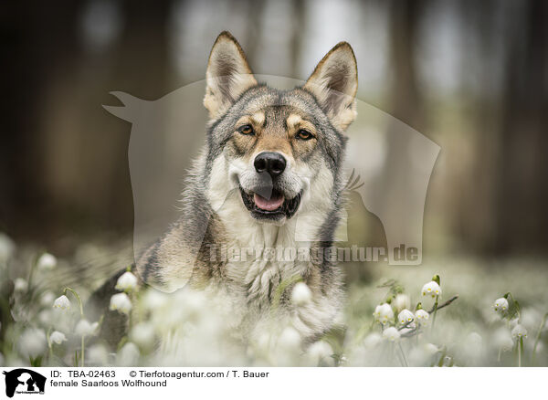 Saarloos-Wolfhund Hndin / female Saarloos Wolfhound / TBA-02463