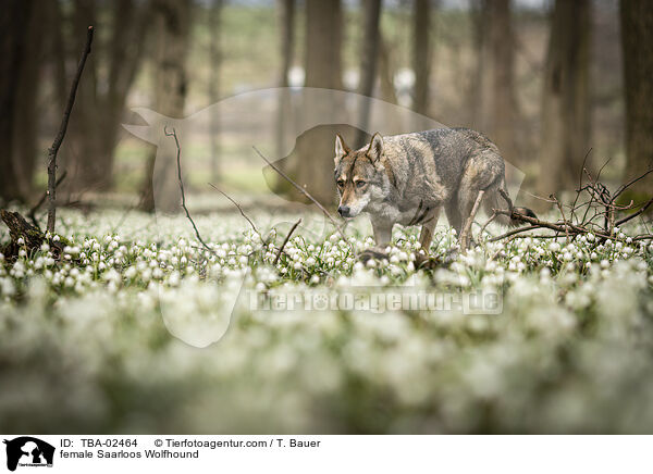 Saarloos-Wolfhund Hndin / female Saarloos Wolfhound / TBA-02464