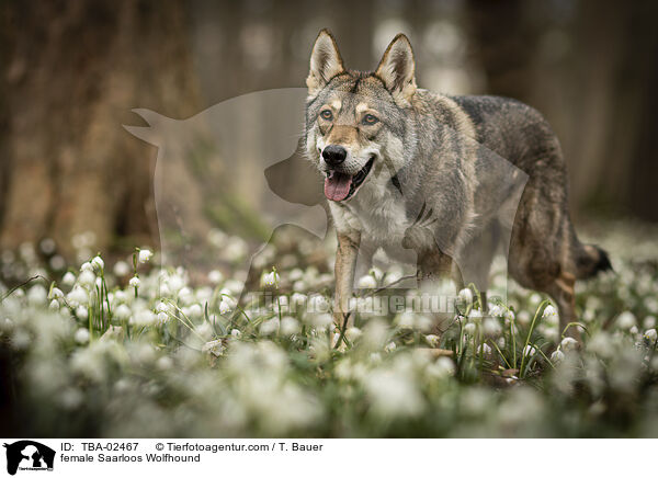 Saarloos-Wolfhund Hndin / female Saarloos Wolfhound / TBA-02467