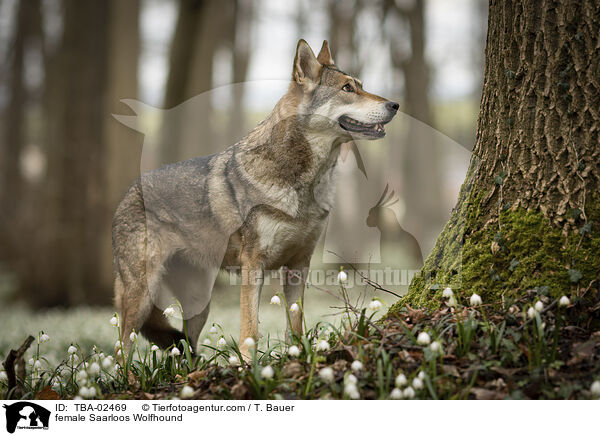 Saarloos-Wolfhund Hndin / female Saarloos Wolfhound / TBA-02469