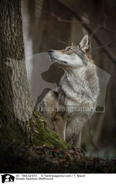 Saarloos-Wolfhund Hndin / female Saarloos Wolfhound / TBA-02470