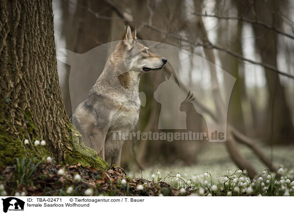 Saarloos-Wolfhund Hndin / female Saarloos Wolfhound / TBA-02471
