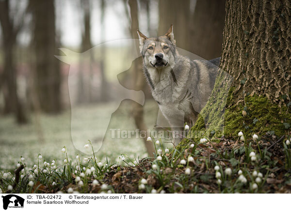 Saarloos-Wolfhund Hndin / female Saarloos Wolfhound / TBA-02472