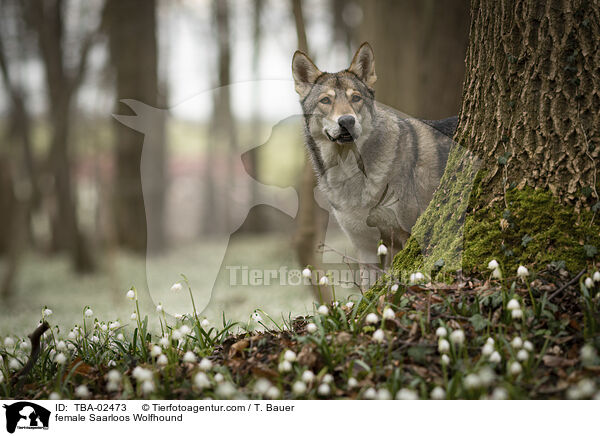 female Saarloos Wolfhound / TBA-02473