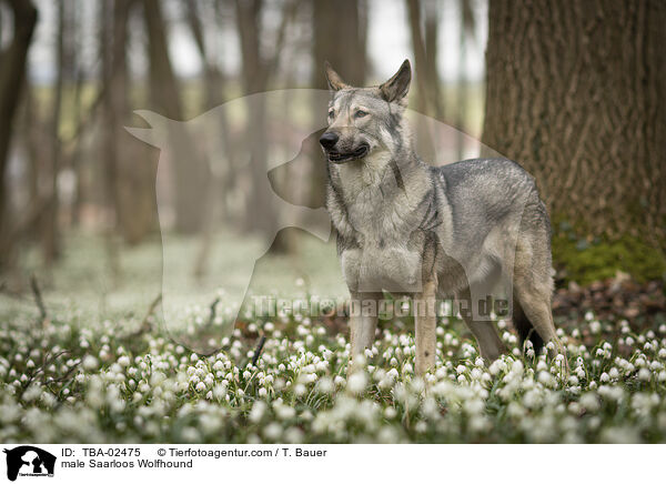 Saarloos-Wolfhund Rde / male Saarloos Wolfhound / TBA-02475