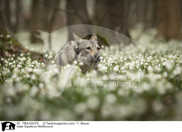 Saarloos-Wolfhund Rde / male Saarloos Wolfhound / TBA-02479