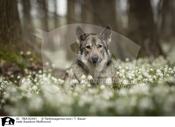 Saarloos-Wolfhund Rde / male Saarloos Wolfhound / TBA-02481