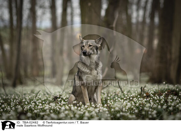 Saarloos-Wolfhund Rde / male Saarloos Wolfhound / TBA-02482