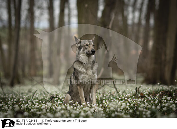 male Saarloos Wolfhound / TBA-02483