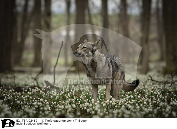 Saarloos-Wolfhund Rde / male Saarloos Wolfhound / TBA-02485
