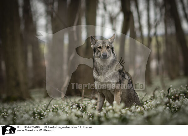 male Saarloos Wolfhound / TBA-02486