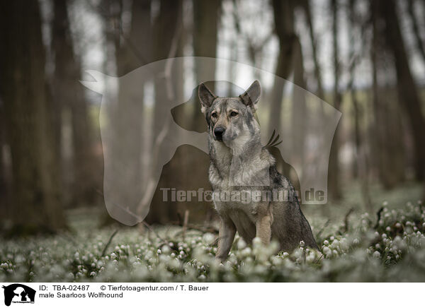 male Saarloos Wolfhound / TBA-02487