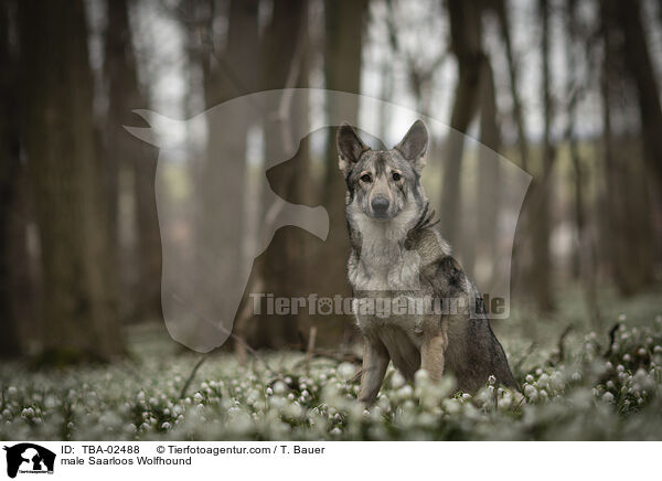 Saarloos-Wolfhund Rde / male Saarloos Wolfhound / TBA-02488