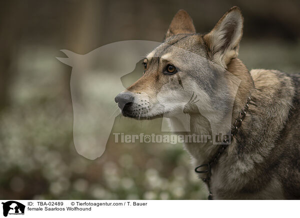 Saarloos-Wolfhund Hndin / female Saarloos Wolfhound / TBA-02489