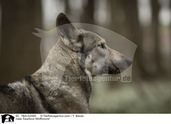 male Saarloos Wolfhound / TBA-02490