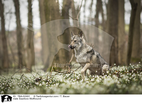 male Saarloos Wolfhound / TBA-02491