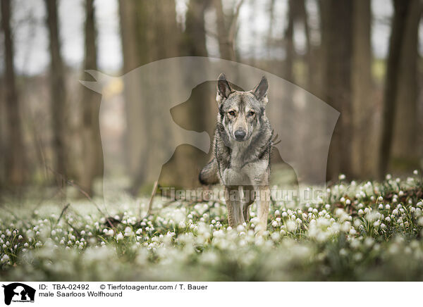 Saarloos-Wolfhund Rde / male Saarloos Wolfhound / TBA-02492