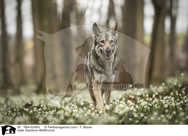 male Saarloos Wolfhound / TBA-02493