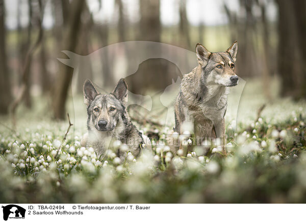 2 Saarloos-Wolfhunde / 2 Saarloos Wolfhounds / TBA-02494