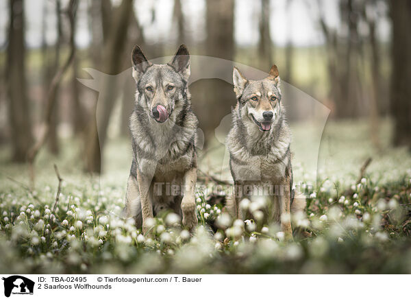 2 Saarloos-Wolfhunde / 2 Saarloos Wolfhounds / TBA-02495