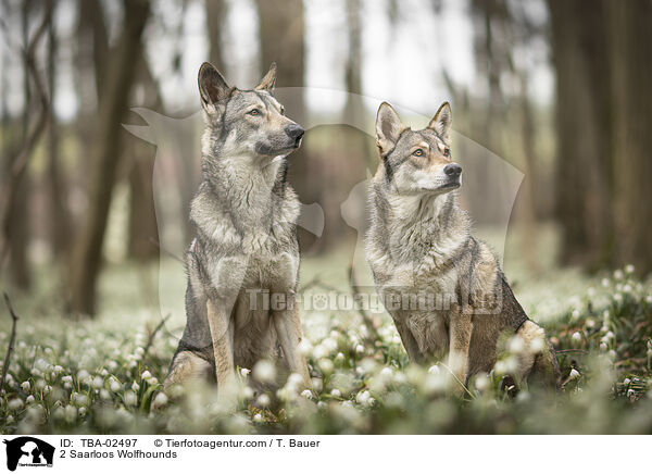2 Saarloos Wolfhounds / TBA-02497