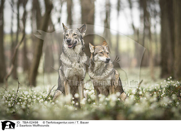 2 Saarloos-Wolfhunde / 2 Saarloos Wolfhounds / TBA-02498