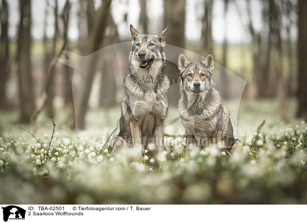 2 Saarloos-Wolfhunde / 2 Saarloos Wolfhounds / TBA-02501