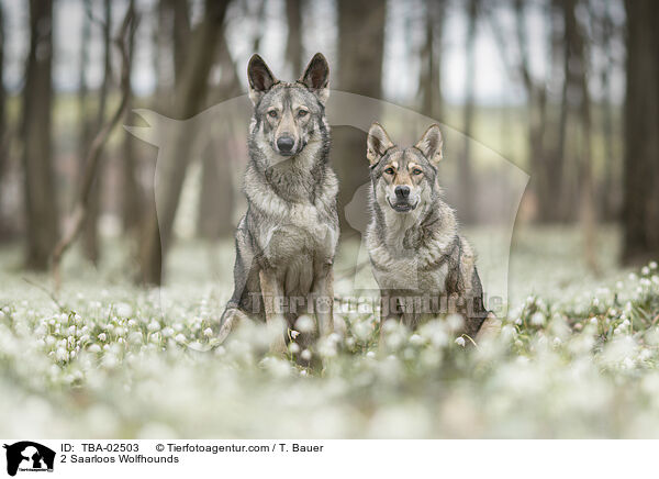 2 Saarloos Wolfhounds / TBA-02503
