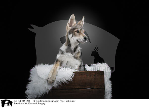 Saarloos Wolfhound Puppy / CF-01440