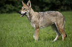 Saarloos-Wolfhond