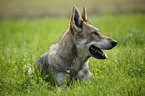 Saarloos-Wolfhond