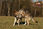 Saarloos Wolfhounds