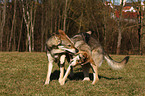 Saarloos Wolfhounds