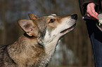 Saarloos Wolfhound