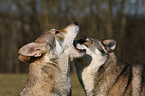 Saarloos Wolfhounds