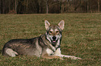 Saarloos Wolfhound