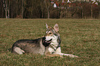 Saarloos Wolfhound