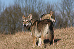 Saarloos Wolfhounds