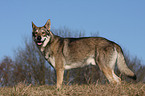 Saarloos Wolfhound