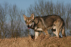 Saarloos Wolfhound