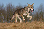 Saarloos Wolfhound